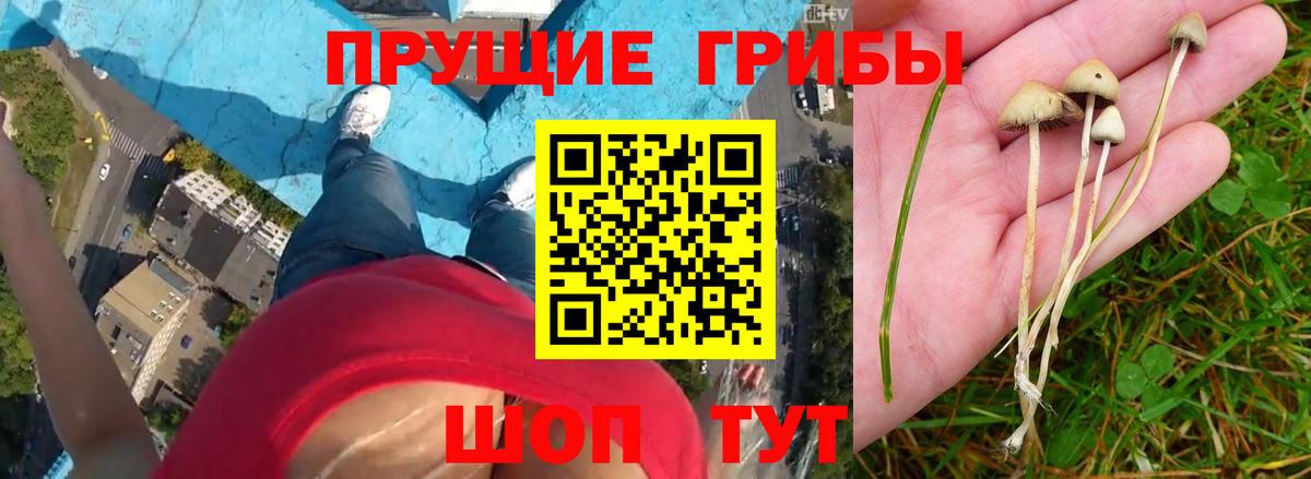 Псилоцибиновые грибы мухоморы Дубна